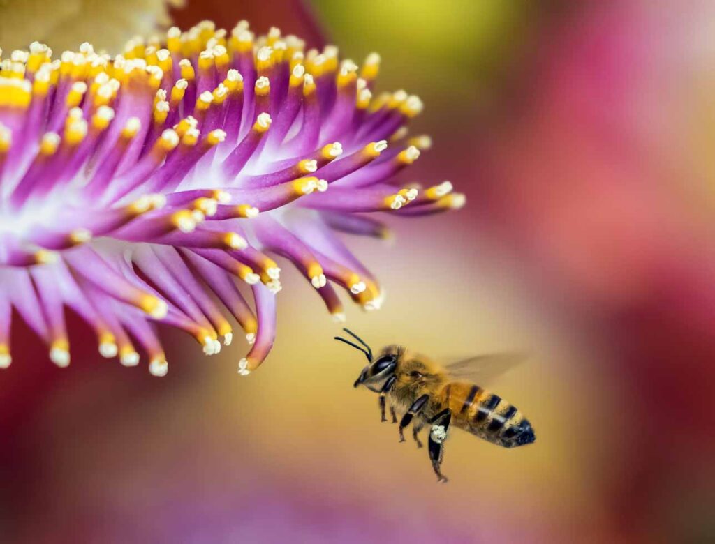 Biene bei Blume